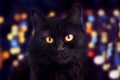 Close up of a black cat looking at camera and bokeh on the background Royalty Free Stock Photo