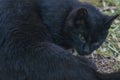 Close-up of a black cat, looking at camera, on the grass Royalty Free Stock Photo