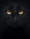 Close-up of a Black Cat looking at the camera Royalty Free Stock Photo