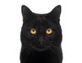 Close-up of a Black Cat looking at the camera Royalty Free Stock Photo