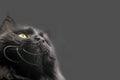 Close-up of a black cat looking down Royalty Free Stock Photo