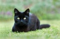 Close up of a black cat lying on grass in the garden Royalty Free Stock Photo