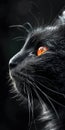 A close up of a black cat with orange eyes, animalistic wallpaper background