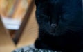 close-up of a black cat's head with closed eyes and a black nose, Sleeping Beauty