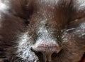 close-up of a black cat`s nose Royalty Free Stock Photo