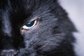 Close-up of a black cat`s squinted eye with a drawing of a ring of light inside Royalty Free Stock Photo