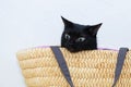 Close-up black cat sitting in yellow wicker basket Royalty Free Stock Photo