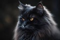 a close up of a black cat with a yellow eye looking at the camera with an intense look on it\'s face and whished eyes Royalty Free Stock Photo
