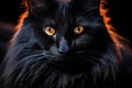 a close up of a black cat with yellow eyes Royalty Free Stock Photo