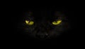 Cat yellow eyes Royalty Free Stock Photo