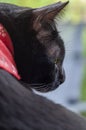 Close up of black cat with yellow eyes looking backward. Royalty Free Stock Photo