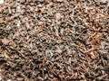Close-up of black ceylon tea texture.Photography of tea