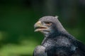 Close-up of black-chested buzzard-eagle half in sun Royalty Free Stock Photo