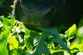 Close-up of a black chewing cow`s face