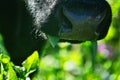 Close-up of a black chewing cow`s face