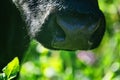 Close-up of a black chewing cow`s face