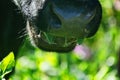 Close-up of a black chewing cow`s face