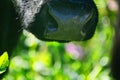 Close-up of a black chewing cow`s face