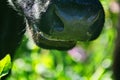 Close-up of a black chewing cow`s face