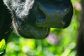 Close-up of a black chewing cow`s face