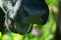 Close-up of a black chewing cow`s face