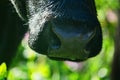 Close-up of a black chewing cow`s face