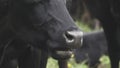 Close-up of a black chewing cow`s face