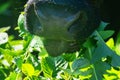 Close-up of a black chewing cow`s face