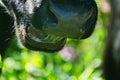 Close-up of a black chewing cow`s face Royalty Free Stock Photo