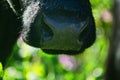 Close-up of a black chewing cow`s face Royalty Free Stock Photo