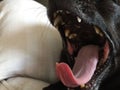 Close up of black chihuahua dog yawning Royalty Free Stock Photo