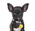 Close-up of a Black Chihuahua wearing a collar