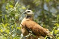 Close up of a Black-collared hawk perched in a tree Royalty Free Stock Photo