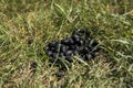 Close up black color goat excrement on a green grass ground. Natural fertilizer. Manure. Agriculture. Goat shit.