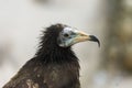 Close-up of a black common vulture (Neophron percnopterus) looking aside