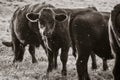 Close-up of black cow calves in cattle paddock Royalty Free Stock Photo