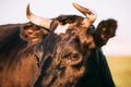 Close Up Of Black Cow Face, Snout, Eye