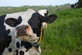 close up of a black cow Royalty Free Stock Photo
