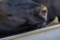 Close-up of a black cow's nose and mouth Royalty Free Stock Photo