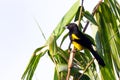 Black cowled oriole - Icterus prosthemelas