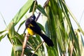 Black cowled oriole - Icterus prosthemelas