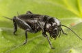 A close-up of black cricket on leaf