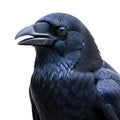 Close up of a black crow with a detailed and glossy feather pattern Royalty Free Stock Photo