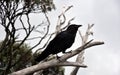 Close up of a black crow sitting on a dead tree branch Royalty Free Stock Photo