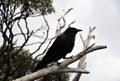 Close up of a black crow sitting on a dead tree branch Royalty Free Stock Photo