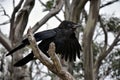 Close up of a black crow sitting on a dead tree branch Royalty Free Stock Photo