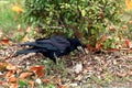 Close-up of a black crow, which stands on the ground and hides something under a green bush in the park. Royalty Free Stock Photo