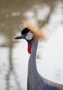Close up Black Crowned Crane Standing in The Swamp Royalty Free Stock Photo