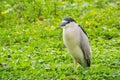 Close up of Black-crowned Night-Heron - Nycticorax, Lake Merritt, Oakland, California Royalty Free Stock Photo