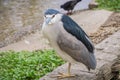 Close up of Black-crowned Night-Heron - Nycticorax, Lake Merritt, Oakland, California Royalty Free Stock Photo